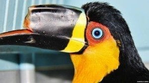 toucan